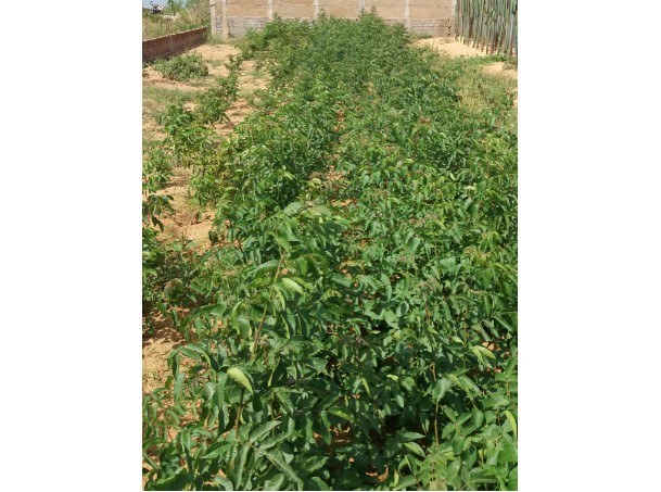 Aroeira do sertão está entre as plantas medicinais cultivadas em Serra Branca