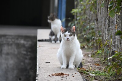 Um dos animais que vivem na UFPB - Projeto Animal Comunitário Foto Martha Idalina