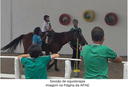 Sessão de equoterapia