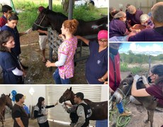 Projetos de extensão voltados para saúde animal realizados pelo Campus II da UFPB, em Areia.